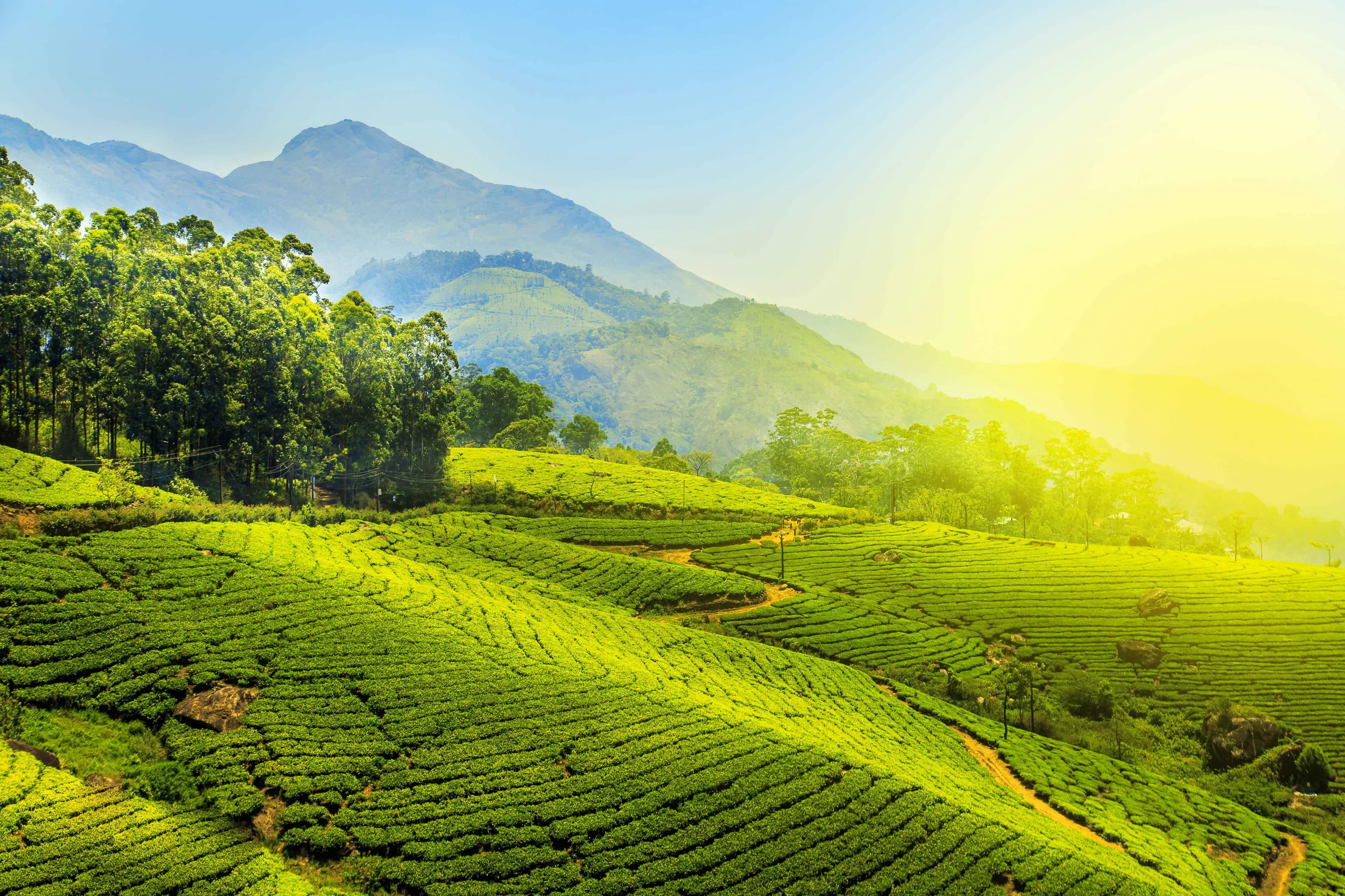 Explore the pristine, untouched edges of Silent Valley National Park